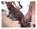 Jaguar in Tree
